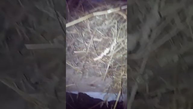 Содержание вьетнамских поросят зимой смотреть онлайн