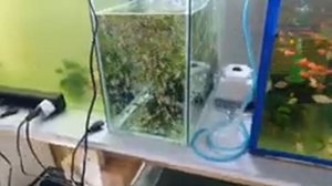 Как правильно кормить аквариумных рыбок! Как делаю это я!