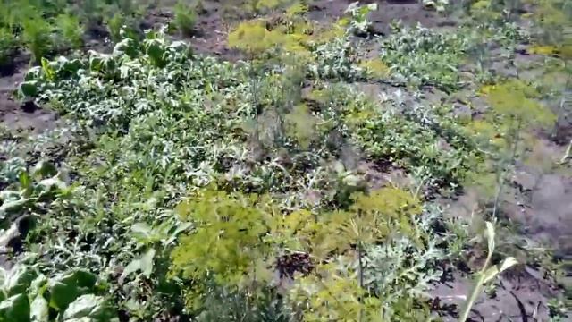 25.ВЫШЛА ЗА ОГУРЦАМИ-ОБНАРУЖИЛА ВРЕДИТЕЛЕЙ!!!СРОЧНО СПАСАТЬ КАПУСТУ ОТ ОПАСНЫХ МОШЕК И БЛОШЕК!!! смотреть онлайн