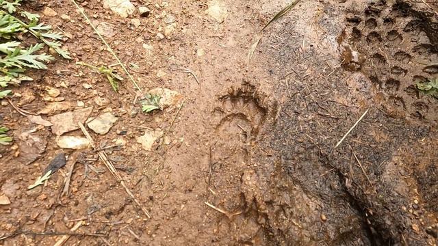 Байкал. Листвянка. Большие коты. Большая байкальская тропа. Обнаружил свежие следы медведя. Часть 3 смотреть онлайн