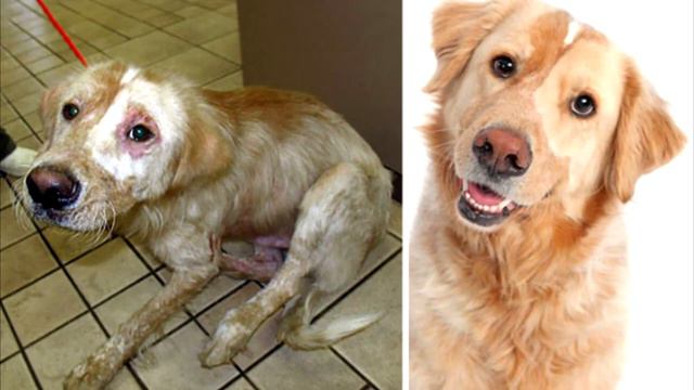 Эти собаки просто ждали своей смерти! Все были шокированы когда узнали почему.. смотреть онлайн