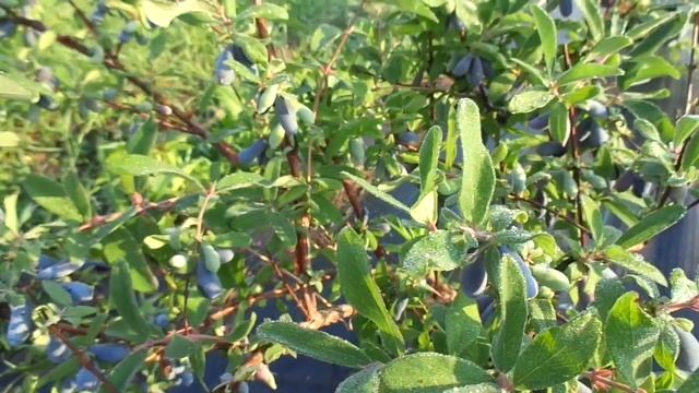 Жимолость Морена - создана для холодного климата. смотреть онлайн