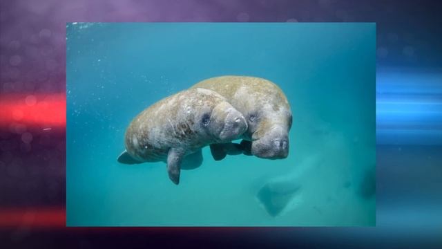 ДЕЛЬФИНЫ: КТО ОНИ? Интересные факты о дельфинах! смотреть онлайн