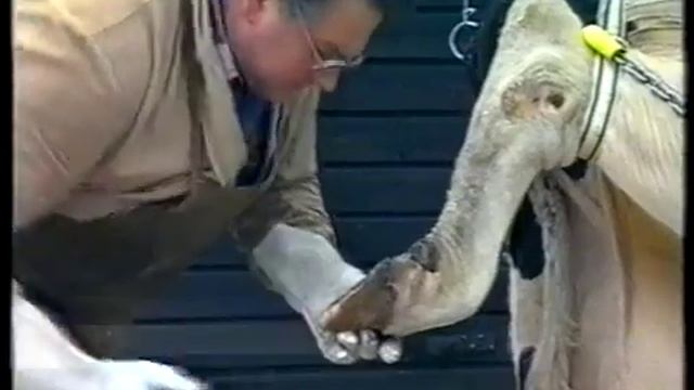 Уход за копытами крупного рогатого скота смотреть онлайн