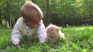 Видеоклип "Кошка беспородная"