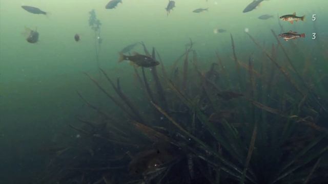 ЗИМНЯЯ РЫБАЛКА на ротана и гольяна. ВЗГЛЯД ИЗ-ПОДО ЛЬДА! Подлёдные наблюдения смотреть онлайн