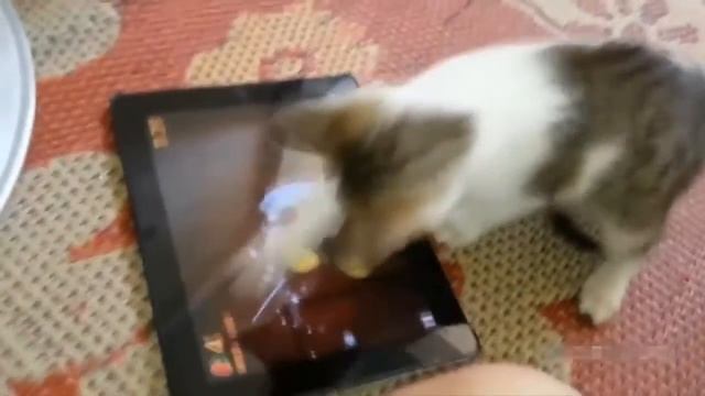 Котики не любят расчески, эти забавные животные #6 2017 апрель