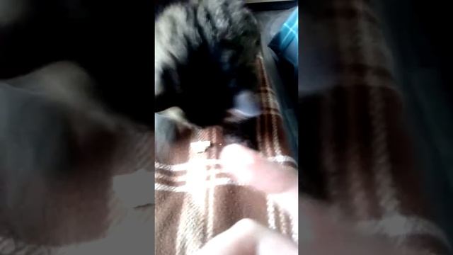 Мой кот ест вафли!!!!!!!