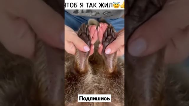 Энот Кекс самый главный/прислуга для енота смотреть онлайн