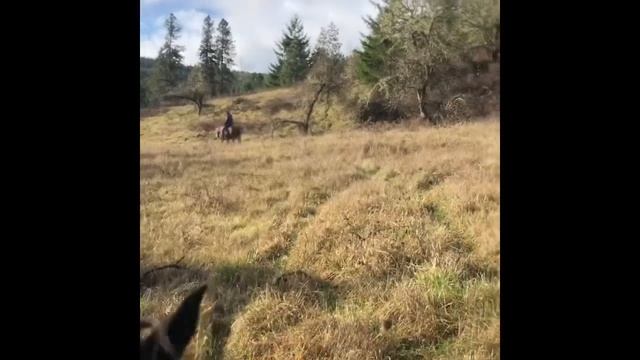 Mister Tango goes trail riding смотреть онлайн