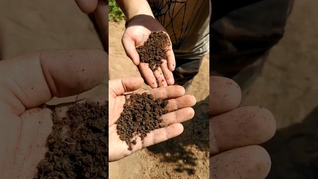 2. Определение морфологических признаков почвы: цвет, влажность, структура смотреть онлайн