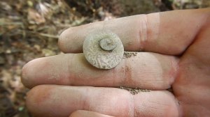 Очередгой кошель серебра