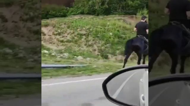 карачаевский жеребец Дурман смотреть онлайн