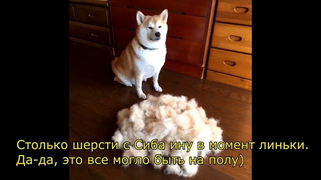 Что нужно знать: Основной уход за собакой смотреть онлайн