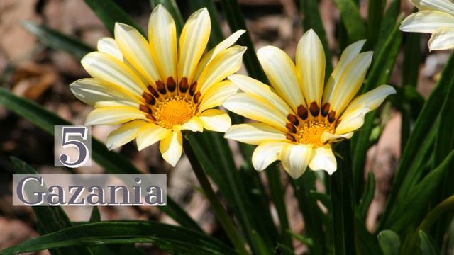 Top 10 Most Beautiful Flowers In The World || смотреть онлайн