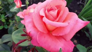 Ходила на картошку  , обзор огорода .Жизнь простых людей  .