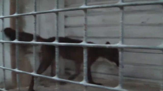 Лисичка в Медведевском зоопарке. смотреть онлайн