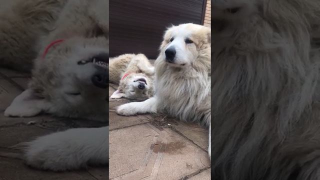 Знатная охранница))) Солдат спит - служба идет)) смотреть онлайн