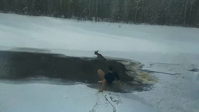 Красноярец разделся до трусов и спас из ледяной реки косулю///