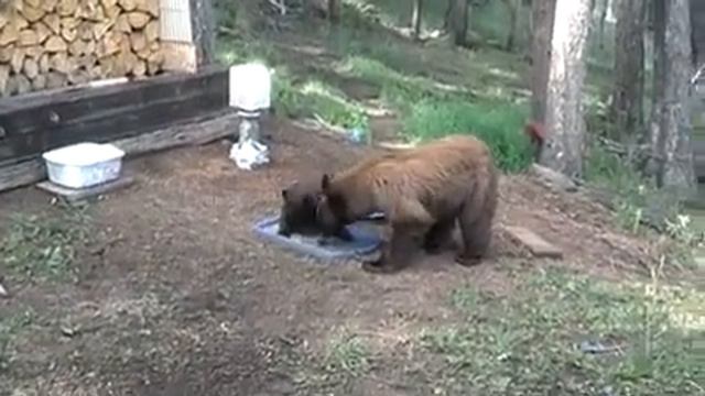Momma Bear and Cubs in Backyard смотреть онлайн