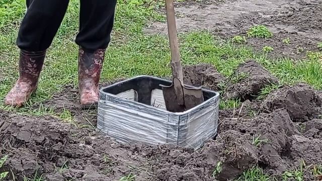 26.04.23г. Сею КАБАЧКИ в ящик.