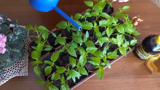 Уход за рассадой перца в домашних условиях смотреть онлайн