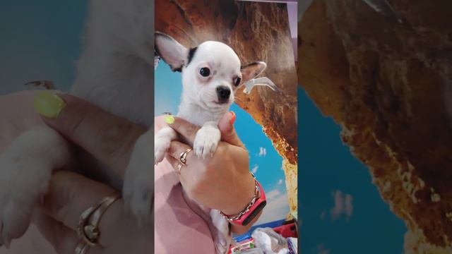 МориОн необыкновенный 😉 чихуахуа ПРОДАЖА питомник Кастропуло Крым купить красивого щенка 8978745806 смотреть онлайн