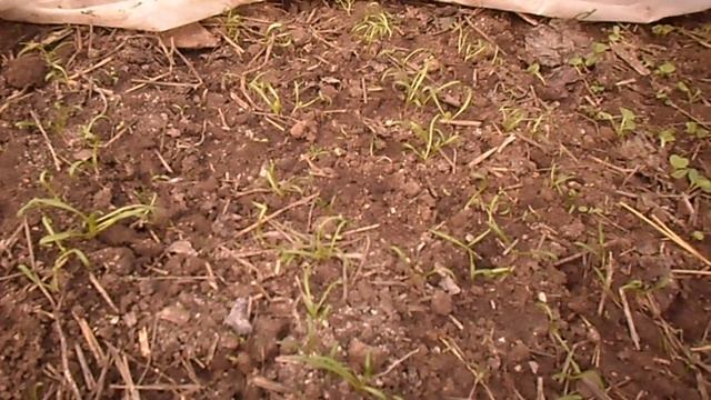 ШПИНАТ всходы, выращивание,результат.3 часть смотреть онлайн