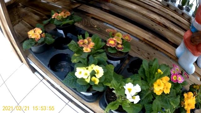 АШАН ! ВЕСНА 2021! ПРАЗДНИЧНЫЕ ЦВЕТЫ! ПОДАРКИ! смотреть онлайн