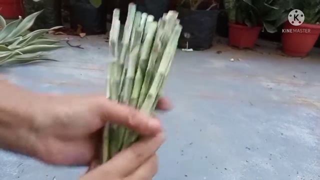 How to make Lucky Bamboo sticks decoration. смотреть онлайн
