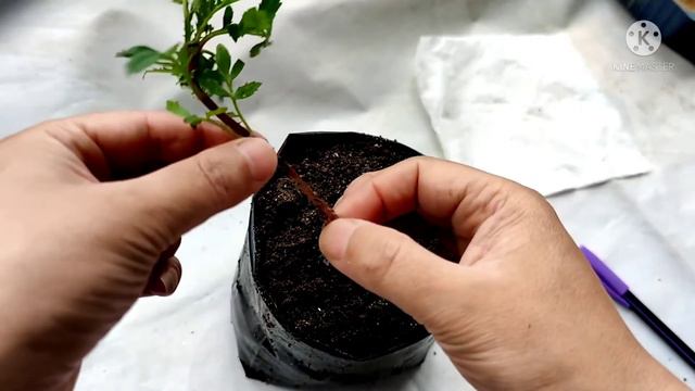 HOW TO GROW MARIGOLD - Full Guide || MARIGOLD SEEDLINGS смотреть онлайн
