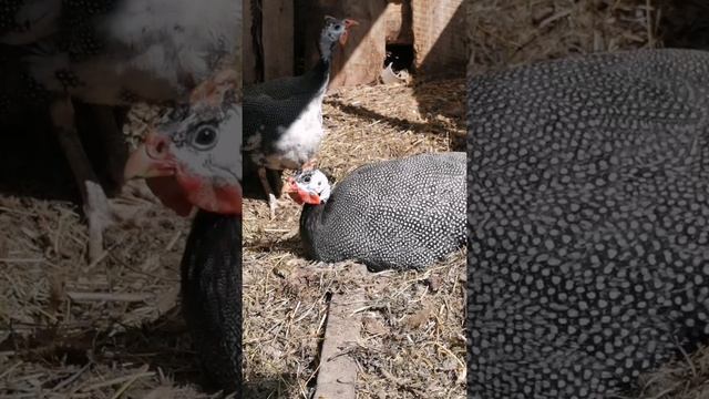 Как растут и кричат цесарки смотреть онлайн