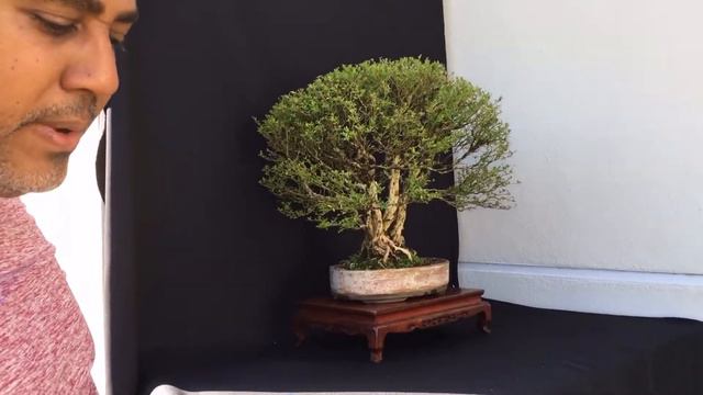 Como Tomar Fotos de Nuestros Bonsai смотреть онлайн