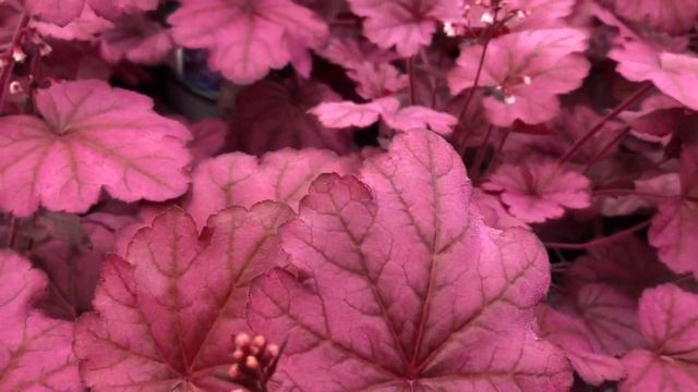 Heuchera Primo Wild Rose смотреть онлайн