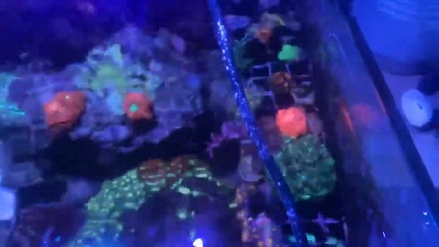 updated frag tank смотреть онлайн