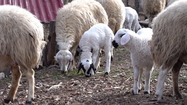 Sheep Voice , Sheep Sound Effect , Lamb Sound , Lamb Voice , Animal Sounds смотреть онлайн