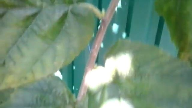 Фундук Трапезунд.Подсказки плодоносящего дерева.Выход ядра через год после урожая. смотреть онлайн