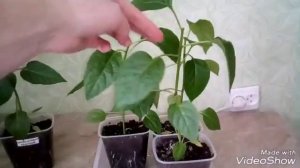 РАССАДА ПЕРЦА и БАКЛАЖАНОВ. На каком этапе нужно прищипнуть перец.
