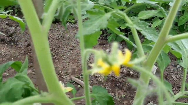 Как формировать высокорослые томаты?