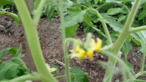 Как формировать высокорослые томаты?