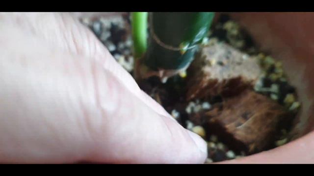 Life of a plant - Dieffenbachia reflector (2-month UPDATE) смотреть онлайн