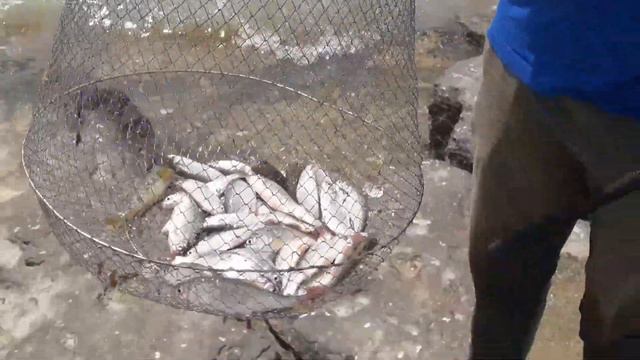 Ловля тарашки 20.06.2018 смотреть онлайн