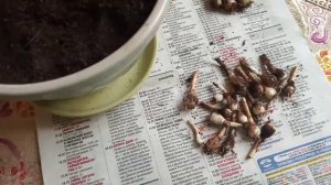 Пересадка зефирантеса