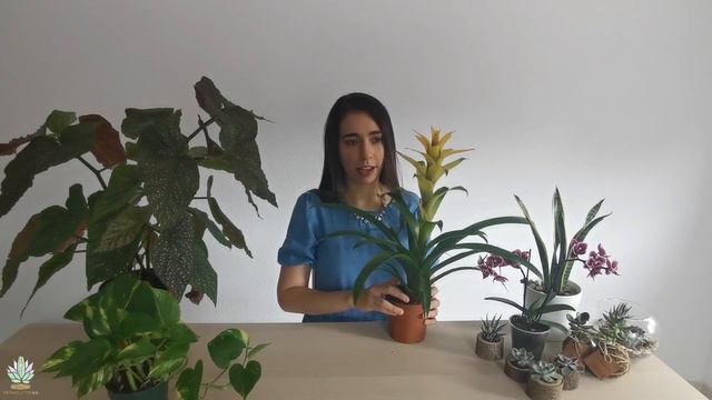PLANTAS FAVORITAS + TIPS DE CUIDADO смотреть онлайн