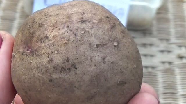 ТОП сортов раннего картофеля 2021 смотреть онлайн