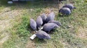 Бройлерная цесарка// Содержание моих цесарок // Наше хозяйство