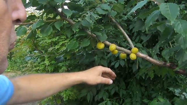 Абрикосовый сад во Владимирской области (часть 2) смотреть онлайн