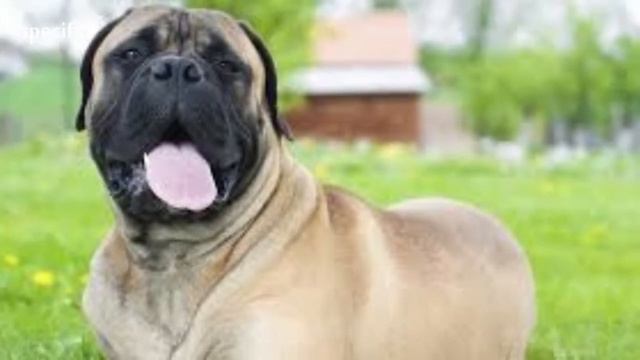 Details about Bullmastiff Specific information about animals Animal wikipedia series animal смотреть онлайн