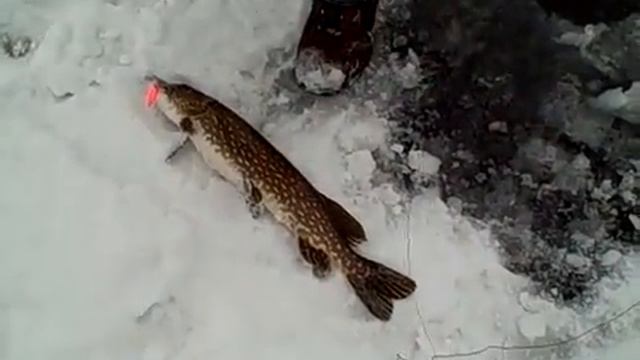 ice fishing with the tip-up смотреть онлайн