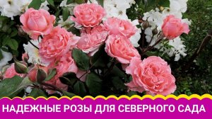 Надежные розы для северного сада